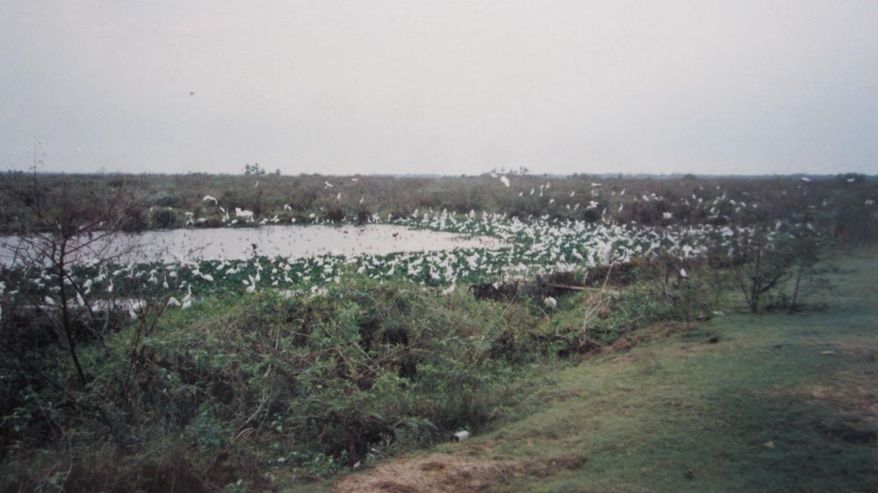 Corixo do Piraim — Garças ao entardecer. Silêncio quase absoluto.